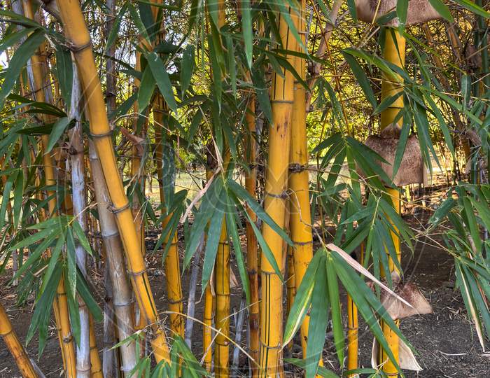 Bamboo Grove