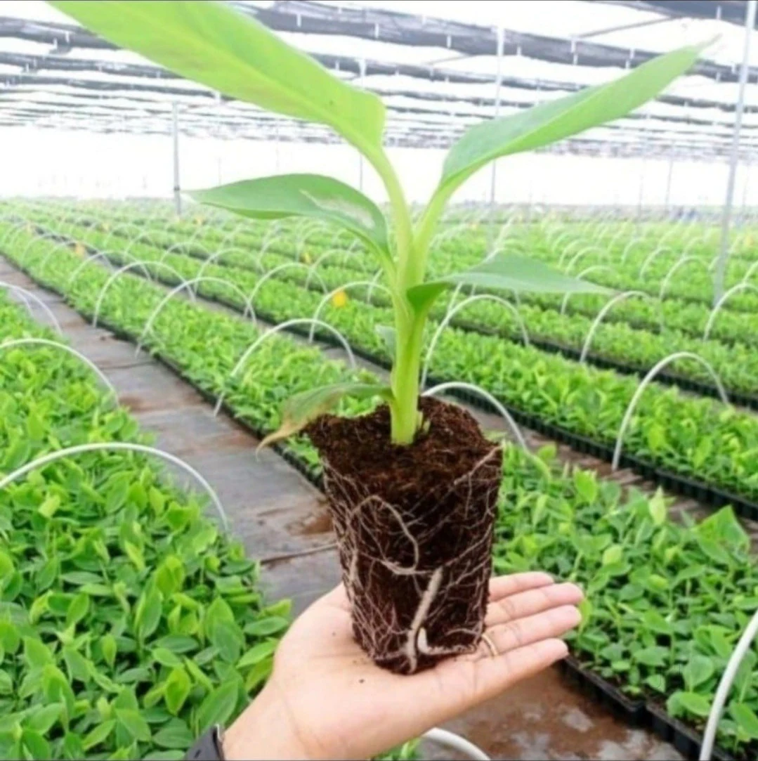 Krishi Bounty