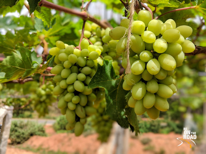 Vineyard
